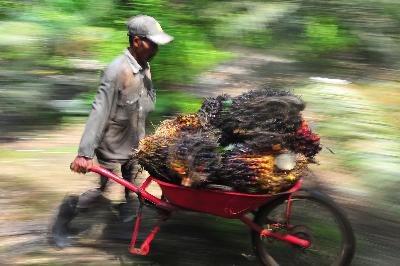 Pekerja mengangkut tandan buah segar (TBS) kelapa sawit di Muara Sabak Barat, Tajungjabung Timur, Jambi, 10 Juli 2020. ANTARA/Wahdi Septiawan