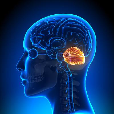 Meski disebut otak kecil, namun fungsinya sangat besat. Organ yang terletak di bagian belakang kepala ini memiliki fungsi antara lain mengatur kerja sama antar otot, menjaga keseimbangan, dan menjaga postur tubuh.