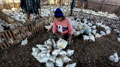 Feeding chickens at a farm in Kalimalang, Jakarta, January 2019./ Tempo/Tony Hartawan