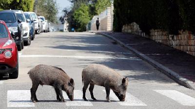 Babi hutan melintas di kawasan pemukiman, usai pemerintah memerintahkan warga untuk tinggal di rumah guna mengurangi penyebaran virus corona di Haifa, Israel, April 2020./REUTERS / Ronen Zvulun