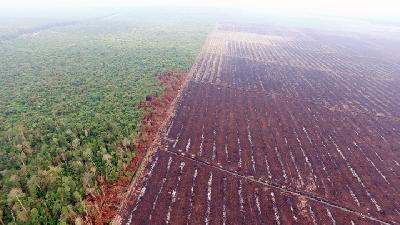 Kondisi lahan terbakar di konsesi perusahaan kelapa sawit di Kabupaten Pelalawan, Riau, Oktober 2015. ANTARA/Wakil Direskrimsus Polda Riau AKBP Ari Rahman Nafarin-HO