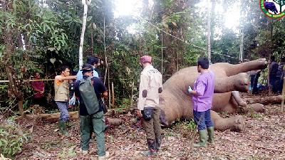 Gajah ditemukan mati di Simpang Kelayang, Taman Nasional Tesso Nilo, Riau, April 2020./Yayasan Taman Nasional Tesso Nilo