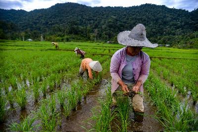 Petani menyiangi tanaman padi di Kampung Jorong Simancuang, Solok Selatan, Sumatera Barat. TEMPO/Tony Hartawan