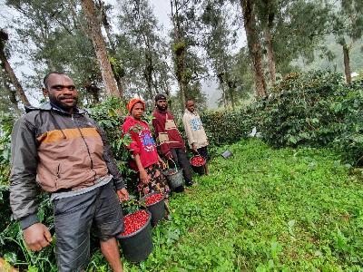 Petani kopi di Dogiyai, Papua. Dok.Belift Dogiyai Project