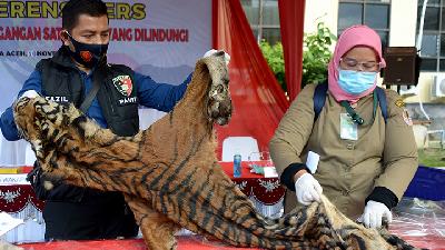 Tim gabungan Baintelkam Mabes Polri, Polda Aceh dan Ditjen Penegakan Hukum Lingkungan Hidup dan Kehutanan serta  petugas BKSDA Aceh memperlihatkan kulit harimau sumatera (Panthera tigris sumatrea) saat gelar kasus kejahatan perdagangan satwa dilindungi di Banda Aceh, Aceh, Selasa (10/11/2020)./ANTARA FOTO/Ampelsa