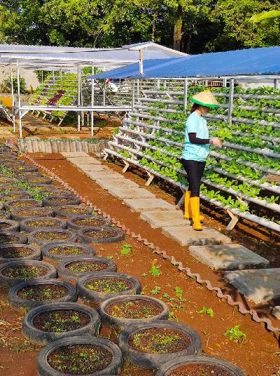 Petani melakukan penyemprotan dan perapihan tanaman di Kebun Sayur Hidroponik, Bogor Barat, Kota Bogor, Jawa Barat, 17 November 2020. TEMPO/M.A MURTADHO