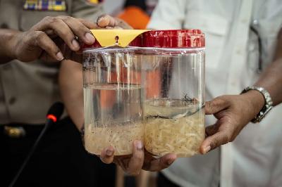 Benih lobster menjadi barang bukti di Direktorat Tindak Pidana Tertentu Bareskrim Polri, Jakarta. ANTARA/Aprillio Akbar