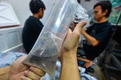 Pekerja membungkus benur ke dalam plastik untuk diekspor ke Vietnam di Jakarta, 25 November 2020. Tempo/Tony Hartawan