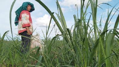 Seorang warga Desa Pertumbukan mengambil rumput liar di lahan konflik PTPN dengan rakyat penunggu yang telah ditanami tebu, Kampung Pertumbukan, Langkat, Sumatera Utara, 15 Desember 2020. Adinda Zahra Noviyanti