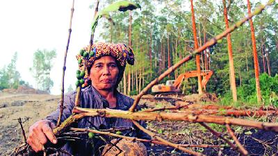 Nurventi Butarbutar menunjukkan pohon kopi yang gagal panen lantaran rusak oleh buldozer dalam rangka lanjutan pembangunan BPODT di Sileang-leang Sigapiton, Kecamatan Ajibata, Kabupaten Toba, 15 Desember 2020. Arjuna Bakkara