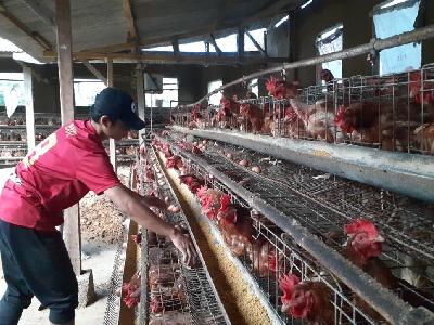 Pekerja, Bayu Restu, mengambil telur di tempat budidaya ayam petelur yang dikelola BUMDes Jaya Mandiri di Desa Sukamanah, Kabupaten Garut, Jawa Barat, 24 Desember 2020. Tempo/ROMMY ROOSYANA