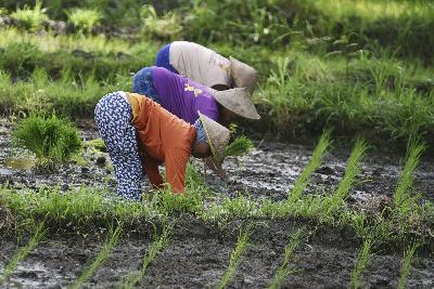 Penanaman padi di area persawahan dusun Bleberan Desa Sawahan, Yogyakarta, 25 November 2020.  TEMPO/Imam Sukamto