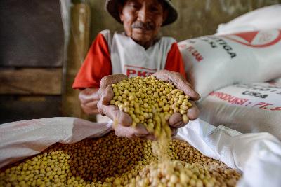 Pekerja mengecek kualitas kacang kedelai di salah satu agen penjualan kacang kedelai Mampang, Jakarta, 4 Januari 2020. Tempo/Tony Hartawan