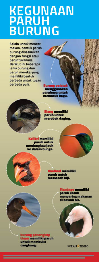 Fungsi Paruh Burung Pengaruhi Bentuknya Ilmu Dan Teknologi Koran Tempo Co