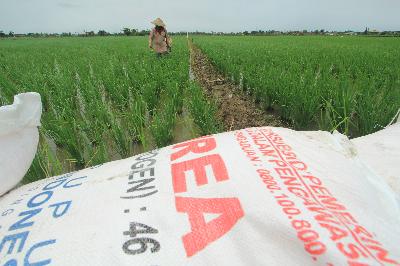Petani menebar pupuk di areal sawah desa Brondong, Kecamatan Pasekan, Indramayu, Jawa Barat, 8 Januari 2021. ANTARA/Dedhez Anggara
