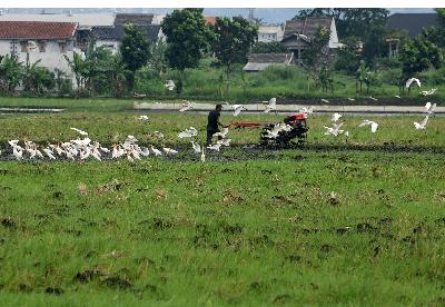Petani membajak sawah di Gedebage, Bandung, Jawa Barat, 2 Januari 2020. Tempo/Prima Mulia