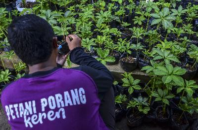 Anggota Asosiasi Petani Milenial Porang Galuh (APMPG) merawat tanaman porang di Desa Handapherang, Kabupaten Ciamis, Jawa Barat, 17 Januari 2021. ANTARA/Adeng Bustomi