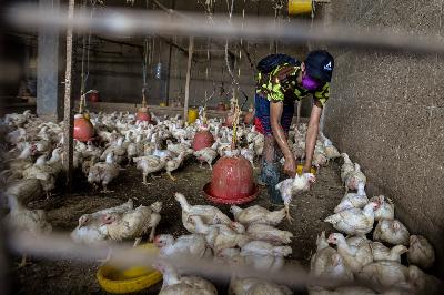 Bongkar muat ayam potong di Palmerah, Jakarta, 28 Januari 2021. Tempo/Tony Hartawan