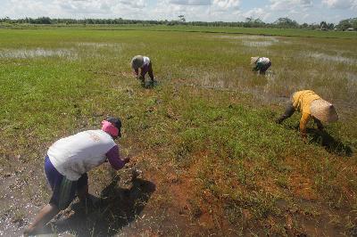 Petani menanam padi di lahan bekas gambut di Desa Belanti Siam, Kabupaten Pulang Pisau, Kalimantan Tengah, 11 Juni 2020. ANTARA/Makna Zaezar 
