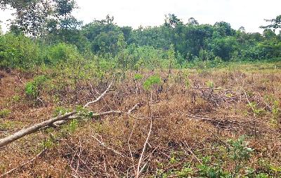 Lahan cetak sawah terbengkalai di kecamatan Laea, kabupaten Konawe Selatan, Sulawesi Tenggara, 18 Februari 2021. TEMPO/Rosniawati Fikri