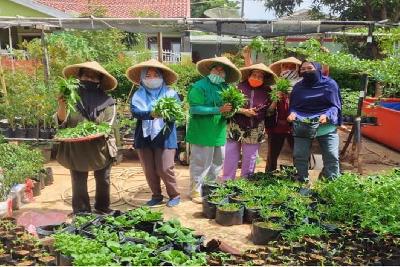 Warga KBA Pinang, Banten, sedang memanen sayur untuk dibagikan ke warga sekitar. Dokumentasi KBA Pinang