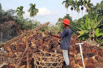 Pekerja menimbang tandan buah segar sawit di sebuah RAM Kelurahan Purnama Dumai, Riau, 3 Maret 2021. ANTARA/Aswaddy Hamid