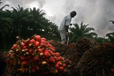 Pekerja menaikkan buah kelapa sawit ke atas truk di Sulawesi Barat. Dokumentasi TEMPO/Muliady