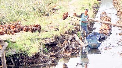 Proses bongkar muat Tandan Buah Segar (TBS) kelapa sawit dari dalam rakit di Desa Rantau Bais, Rokan Hilir, Riau, 8 Maret 2021. ANTARA/Aswaddy Hamid