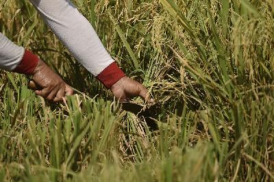 Petani melakukan proses pemotongan padi yang telah memasuki masa panen raya di desa Nglaban, Kabupaten Nganjuk, Jawa Timur, 22 Maret 2021. TEMPO/Imam Sukamto