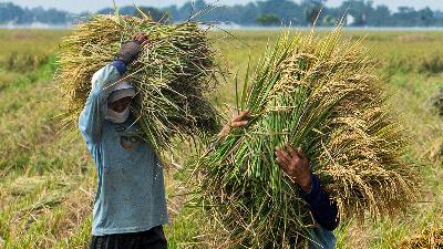 Rice harvest in Nagasari village, Karawang, West Java, March 9.
Antara/M Ibnu Chazar
