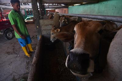 Peternak merawat ternak sapinya di Desa Oloboju, Kabupaten Sigi, Sulawesi Tengah, 24 Maret 2021. ANTARA/Mohamad Hamzah