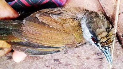 Pelanduk bird of Borneo found in October 2020.
Muhammad Suranto’s Doc. 

