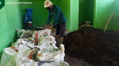 Salah seorang peternak mustahik binaan Badan Amil Zakat Nasional mengolah kotoran domba menjadi pupuk kompos.