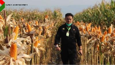 Menteri Pertanian Syahrul Yasin Limpo di ladang jagung.