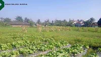 Lahan sayur organik seluas 2000 meter persegi yang di kelola Kelompok Tani Dewasa (KTD) Flamboyan yang di bina Lembaga Pemberdayaan Ekonomi Mustahik (LPEM) BAZNAS di Kelurahan Margajaya, Kecamatan Bogor Barat, Kota Bogor.