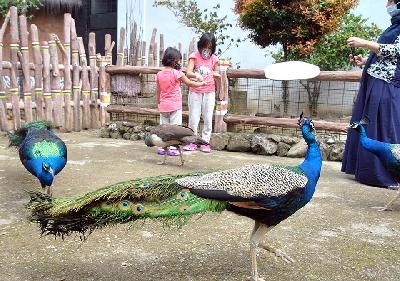 Anak-anak memberi makan burung Merak di area satwa Royal Safari Garden, Cisarua, Kabupaten Bogor, Jawa Barat, 2 April 2021. ANTARA/Arif Firmansyah