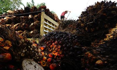 Pekerja menyusun tandan buah segar (TBS) kelapa sawit ke atas mobil di Tarailu, Mamuju, Sulawesi Barat, 23 Mei 2021. ANTARA/Akbar Tado