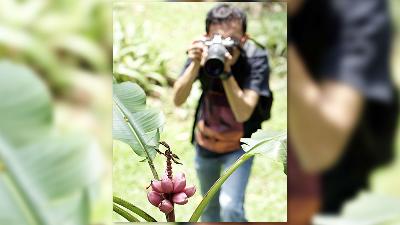 Seorang pengunjung memotret pisang hias tanah di Orchidarium (taman anggrek) di Kebun Raya Bogor, Oktober 2011./Dok Tempo/Rully Kesuma