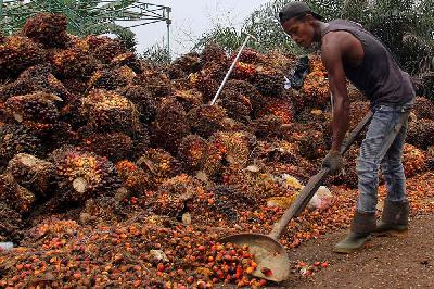 Pekerja mengumpulkan buah sawit di sebuah RAM Kelurahan Purnama Dumai, Riau, 21 Mei 2021. ANTARA/Aswaddy Hamid