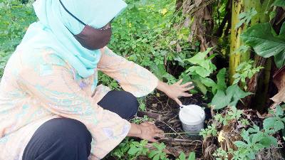 Ember berisi telur nyamuk ber-Wolbachia di Desa Tlogoadi, Mlati, Kabupaten Sleman, Yogyakarta, Kamis, 17 Juni 2021. TEMPO/Shinta Maharani