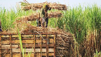 Workers harvesting sugarcane in Kerticala village, Indramayu, West Java, June 11.
Antara/Dedhez Anggara
