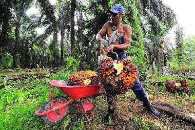 Pekerja memuat tandan buah segar kelapa sawit di Petajen, Batanghari, Jambi, 11 Desember 2020. ANTARA/Wahdi Septiawan