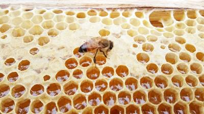 Lebah di sebuah peternakan di Desa Danau Lamo, Kabupaten Muarojambi, Jambi,  6 Juli 2021./Ramond Epu