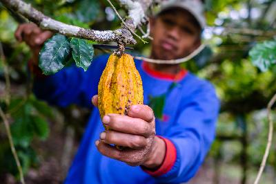 Petani memeriksa buah kakao (cokelat) di Marena Enrekang, Sulawesi Selatan. Dok.TEMPO/Iqbal Lubis