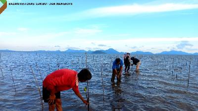 Penanaman Mangrove oleh Masyarakat di Desa Sedanau, Kecamatan Bunguran Barat, Kabupaten Natuna, Kepulauan Riau.