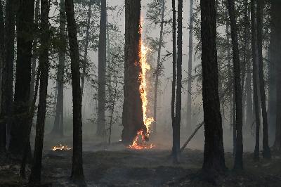 Kebakaran hutan di dekat desa Taastaakh, Yakutia, Rusia, 11 Agustus 2021. REUTERS/Alexander Reshetnikov
