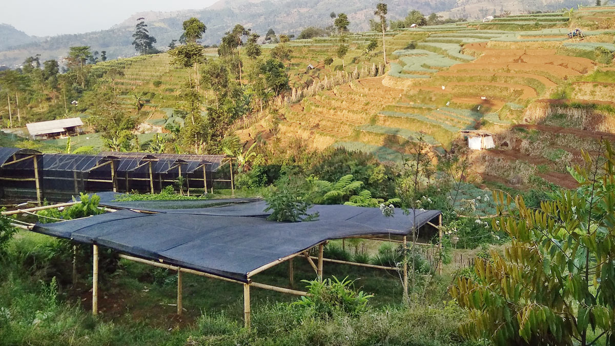 Lokasi penyemaian bibit komunitas Sunda Hejo di Lembur Awi, Pacet, Kabupaten Bandung, Rabu 1 September 2021/Tempo/ANWAR SISWADI