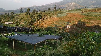 Seedling location for the Sunda Hejo community in Lembur Awi, Bandung Regency, West Java, September 1.
Anwar Siswadi

