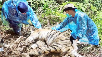 Tim Medis satwa BKSDA Aceh melakukan nekropsi terhadap bangkai harimau sumatera yang ditemukan mati di Kawasan Ekosistem Leuser Desa Ie Buboh, Meukek, Aceh Selatan, 26 Agustus 2021/ANTARA/Syifa Yulinnas