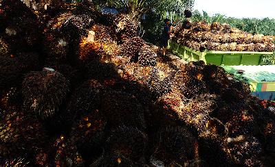 Pekerja membongkar muat Tandan Buah Segar kelapa sawit ke atas truk di Mamuju Tengah , Sulawesi Barat, 18 Agustus 2021. ANTARA/Akbar Tado